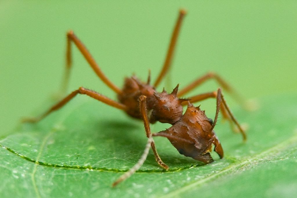 Costa Rica